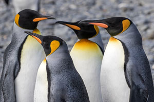 Edinburgh Zoo